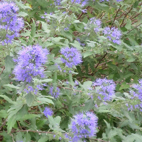 Caryopteris 'Heavenly Blue' - Caryopteris clandonensis Heavenly Blue - Willemse