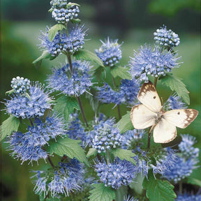 Caryopteris 'Heavenly Blue' - Spirea - Willemse