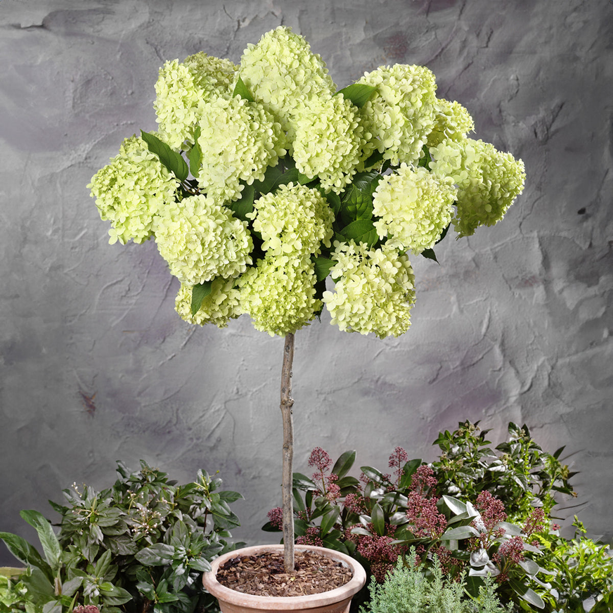 Pluimhortensia 'Limelight'