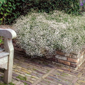 Bloeiende vaste planten - Verzameling vaste planten voor buitenbedden (x11) - Delphinium, gypsophila paniculata, centranthus ruber