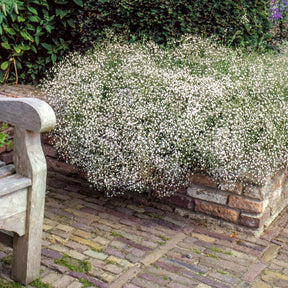 Gipskruid (x3) - Willemse