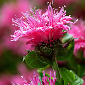 Bergamotplant 'Cranberry Lace' - Monarda didyma cranberry lace - Willemse