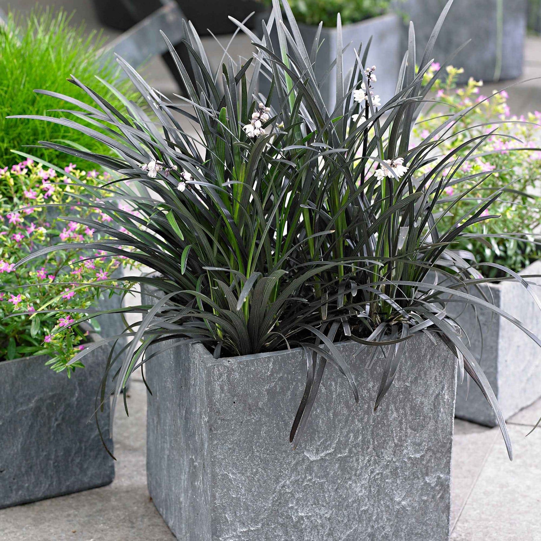 Slangenbaard 'Nigrescens' - Ophiopogon planiscapus Nigrescens - Willemse