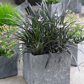 Slangenbaard 'Nigrescens' - Ophiopogon planiscapus Nigrescens - Willemse
