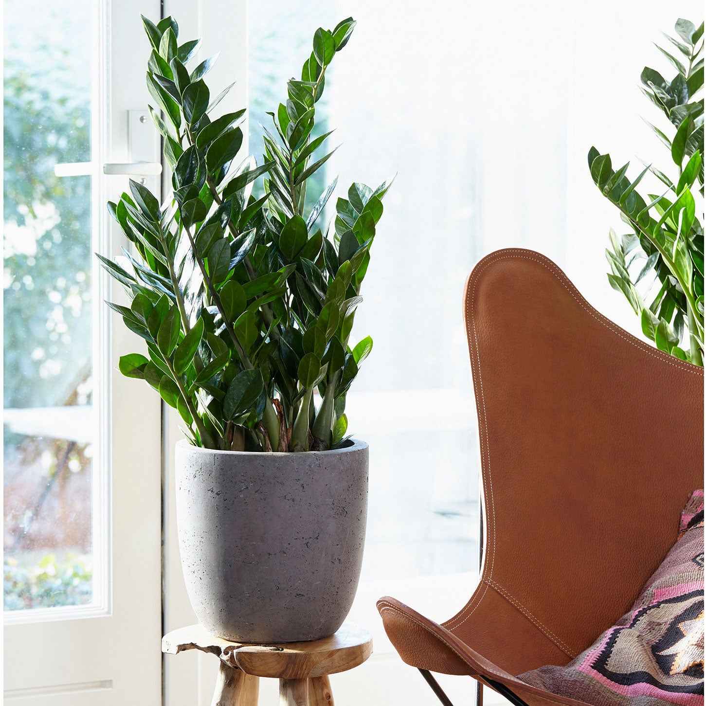 Binnenpalmen - ZZ Palm - Zamioculcas zamiifolia