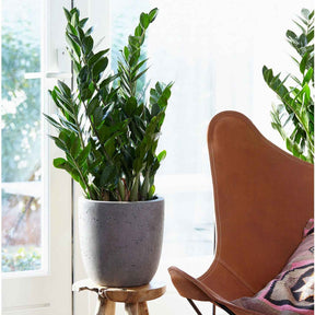Binnenpalmen - ZZ Palm - Zamioculcas zamiifolia