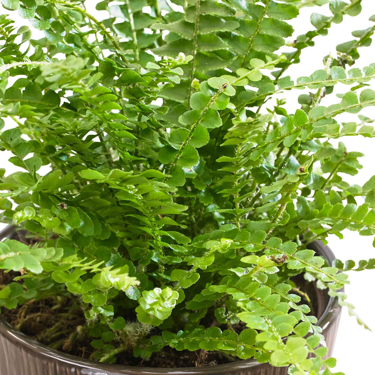 Krulvaren 'Duffi' - Nephrolepsis exaltata duffi - Willemse