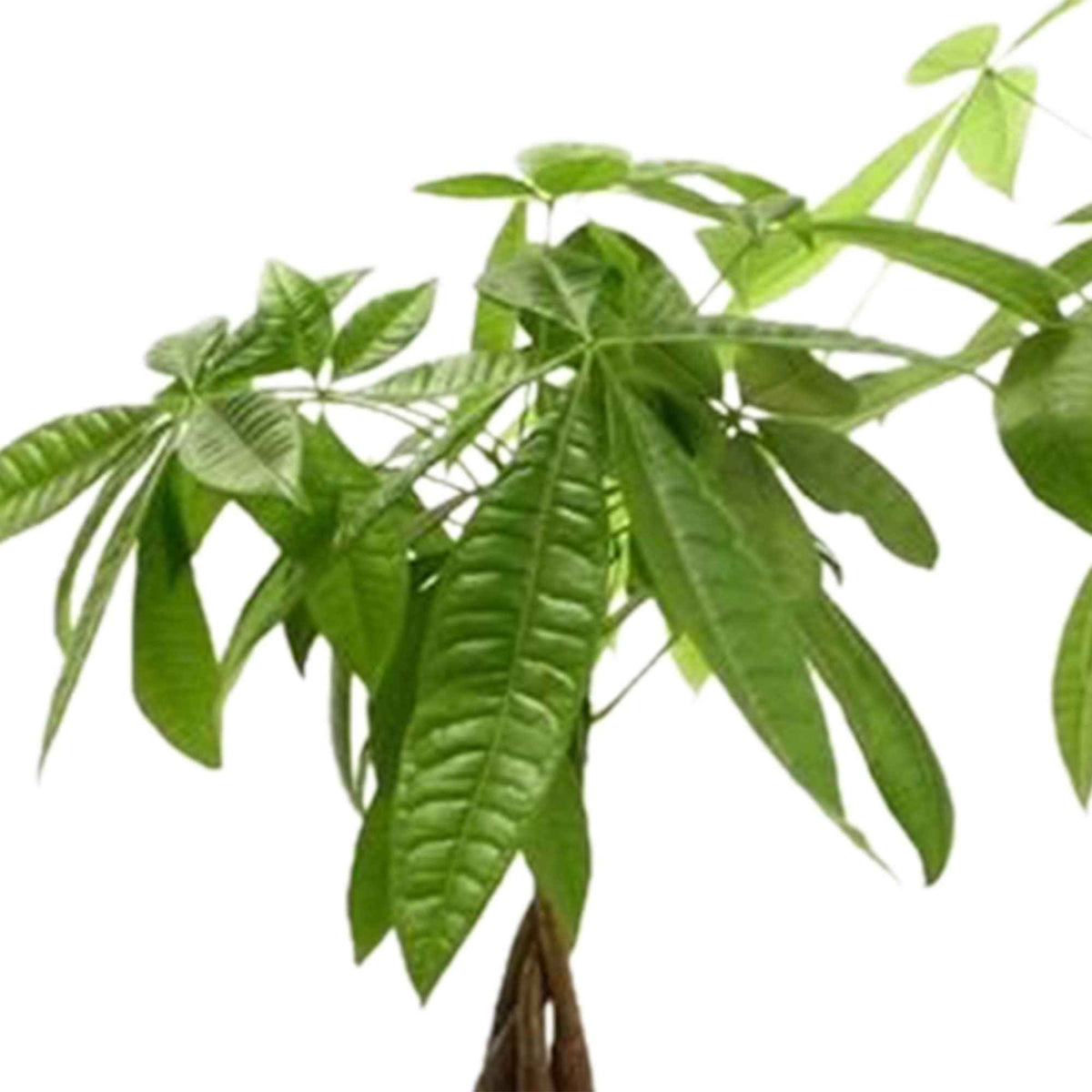 Geldboom Pachira - Willemse