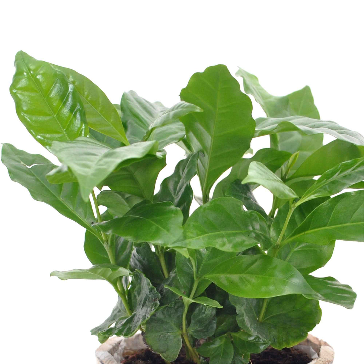 Groene kamerplanten voor interieur - Koffieplant - Coffea arabica