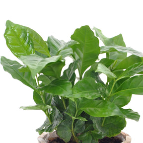 Groene kamerplanten voor interieur - Koffieplant - Coffea arabica