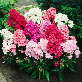 Vlambloem Mix (x5) - Phlox paniculata - Willemse
