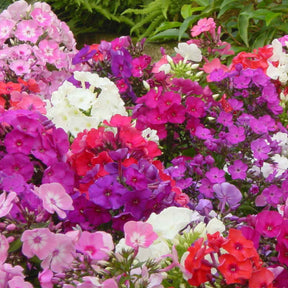 Phlox paniculata - Vlambloem Mix (x5) - Phlox