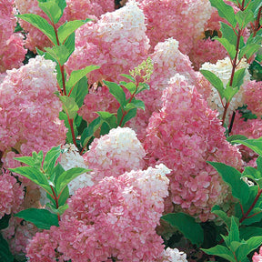Pluimhortensia 'Vanille Fraise' - Hydrangea paniculata vanille fraise ® ‘renhy’