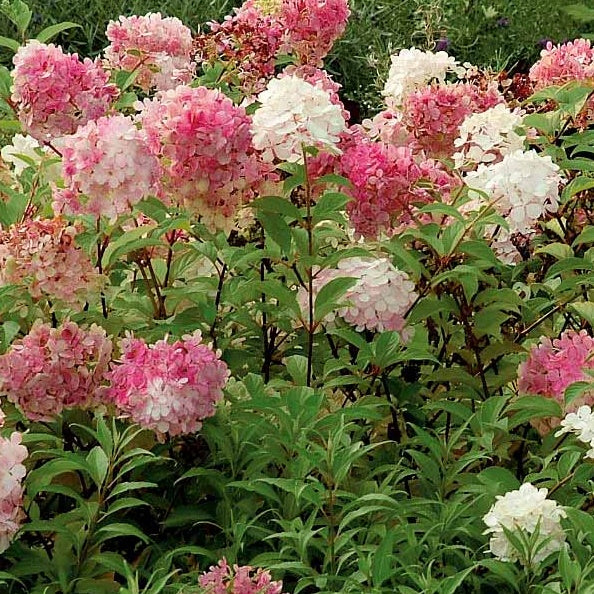 Pluimhortensia 'Vanille Fraise' - Hydrangea paniculata vanille fraise ® ‘renhy’