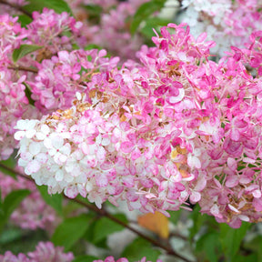 Pluimhortensia 'Vanille Fraise' - Hydrangea paniculata vanille fraise ® ‘renhy’
