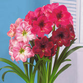 Amaryllis Mix (x3) - Amaryllis 'hercules', 'carmen', 'apple blossom'