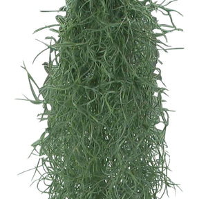 Groene kamerplanten voor interieur - Spaans mos - Tillandsia usneoides