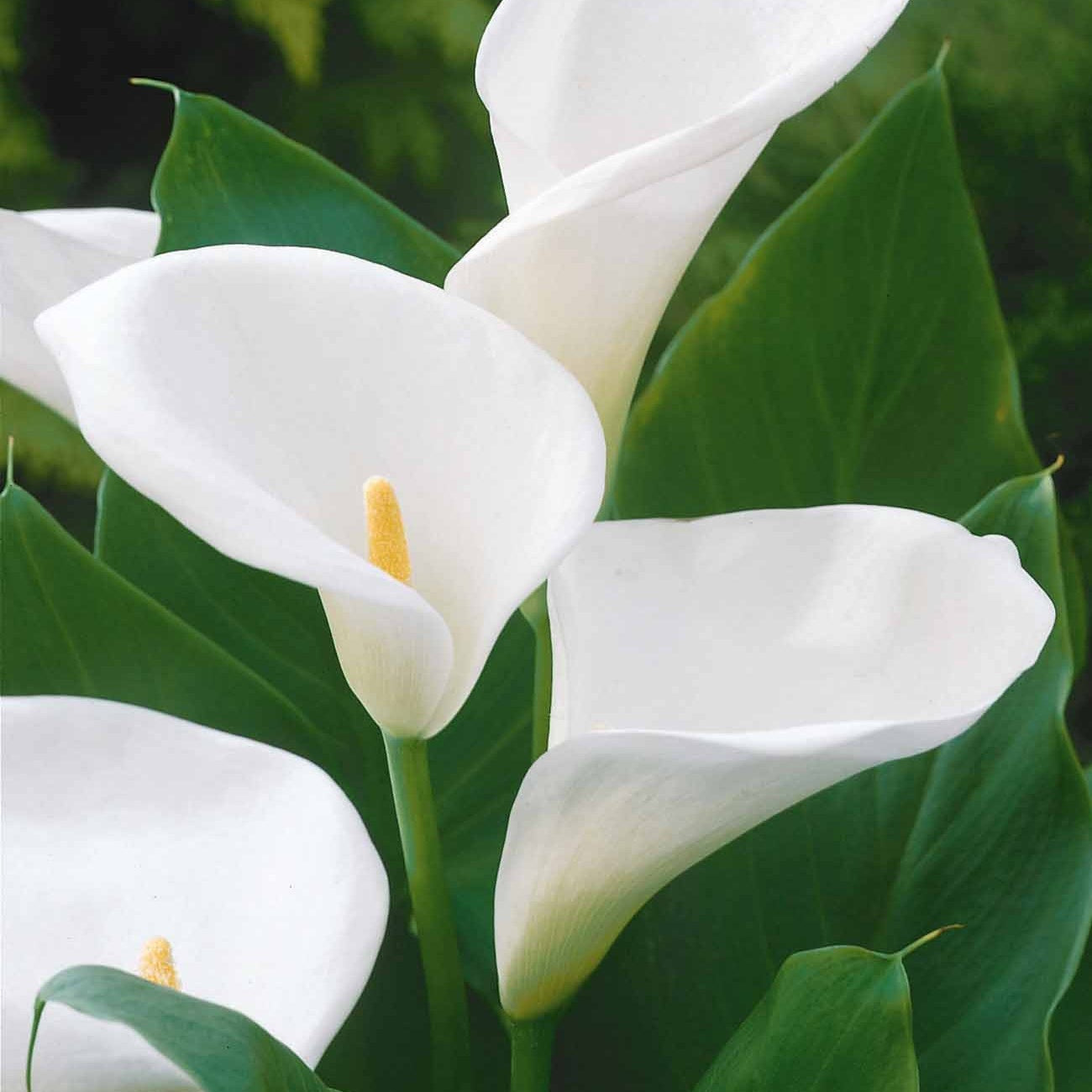Moerasaronskelk (x2) - Zantedeschia aethiopica