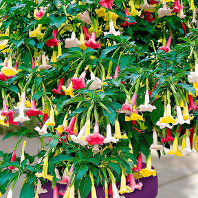 Engelentrompet 'Tricolor' - Brugmansia - Willemse