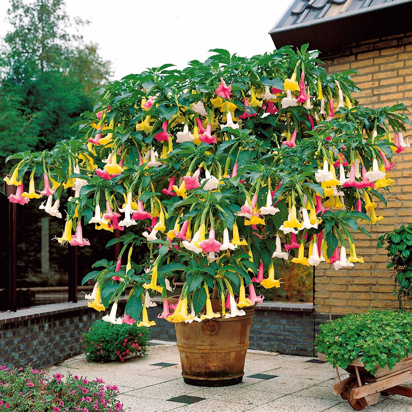 Engelentrompet 'Tricolor' - Brugmansia