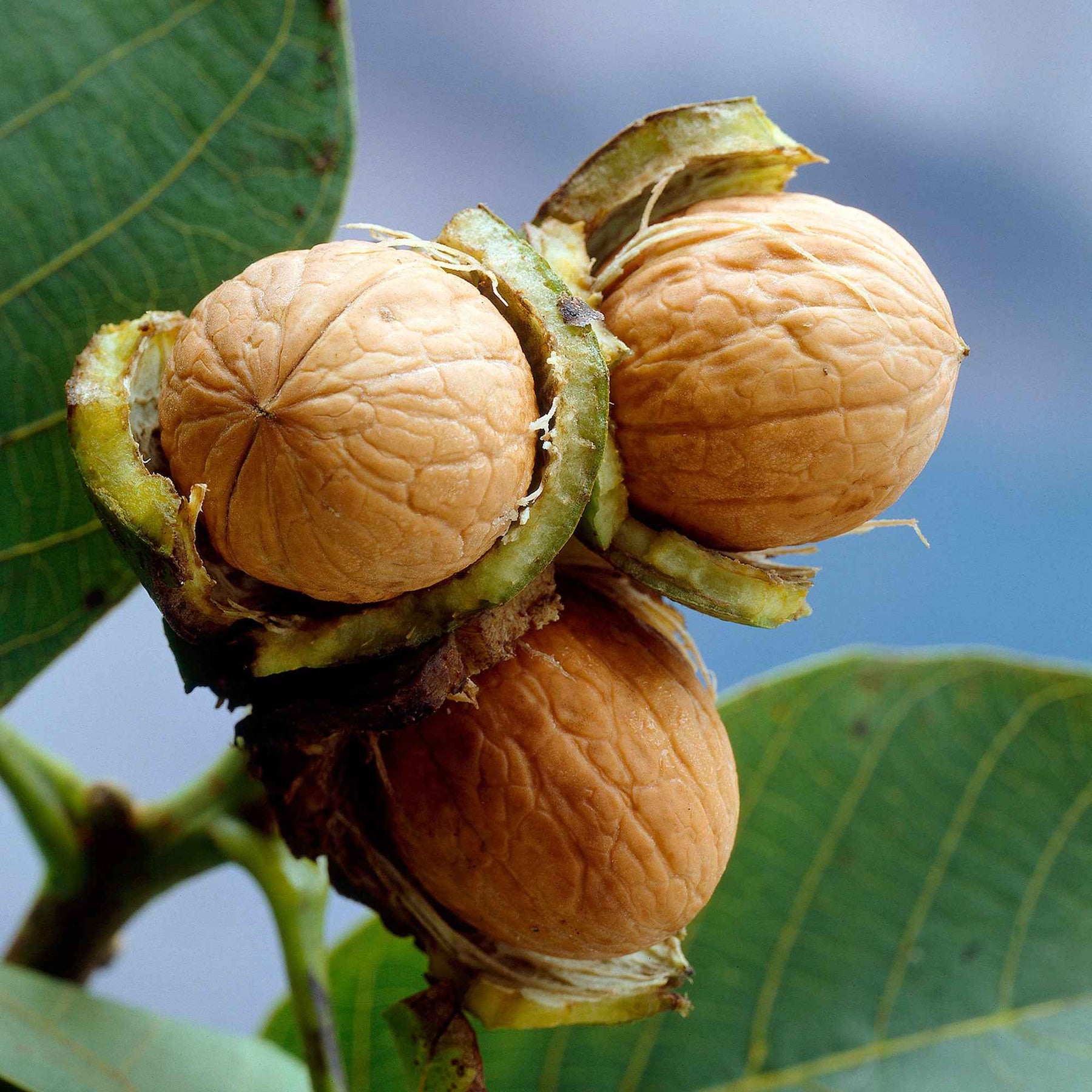 Walnotenboom - Juglans regia - Willemse
