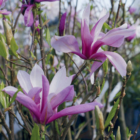 Magnolia - Magnolia - Willemse