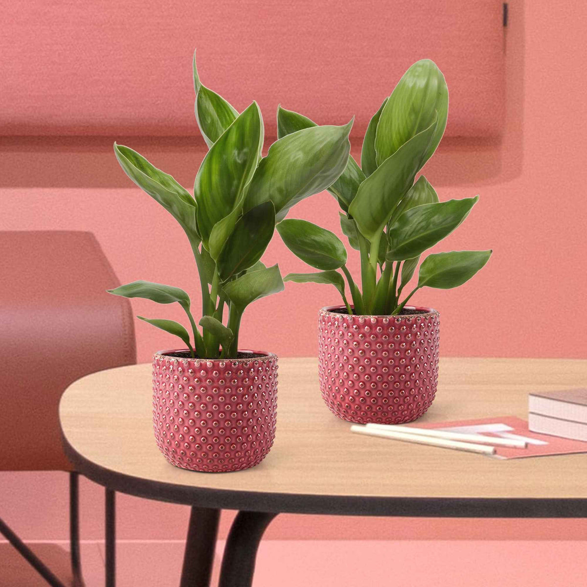 Paradijsvogelplant - Willemse