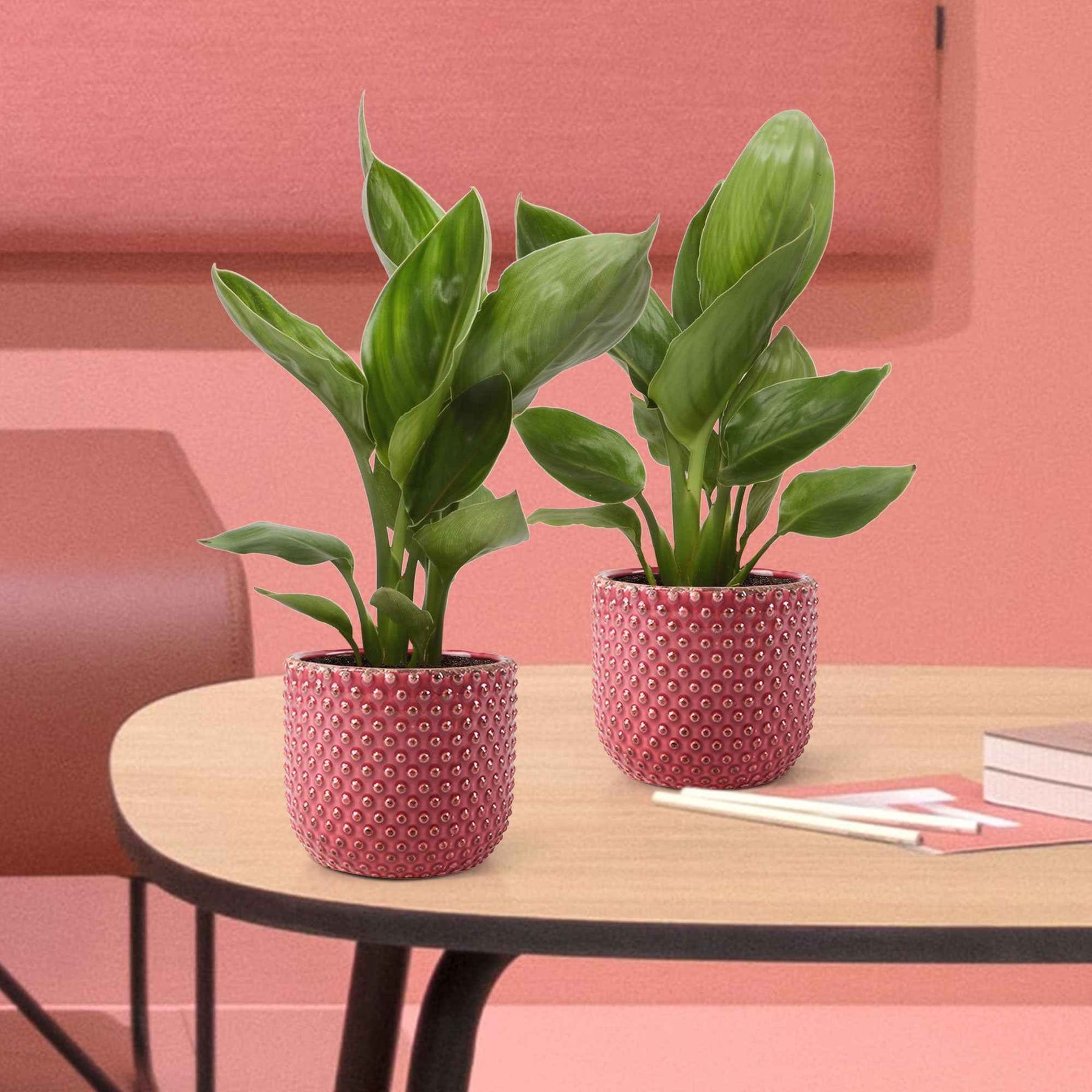 Paradijsvogelplant - Willemse