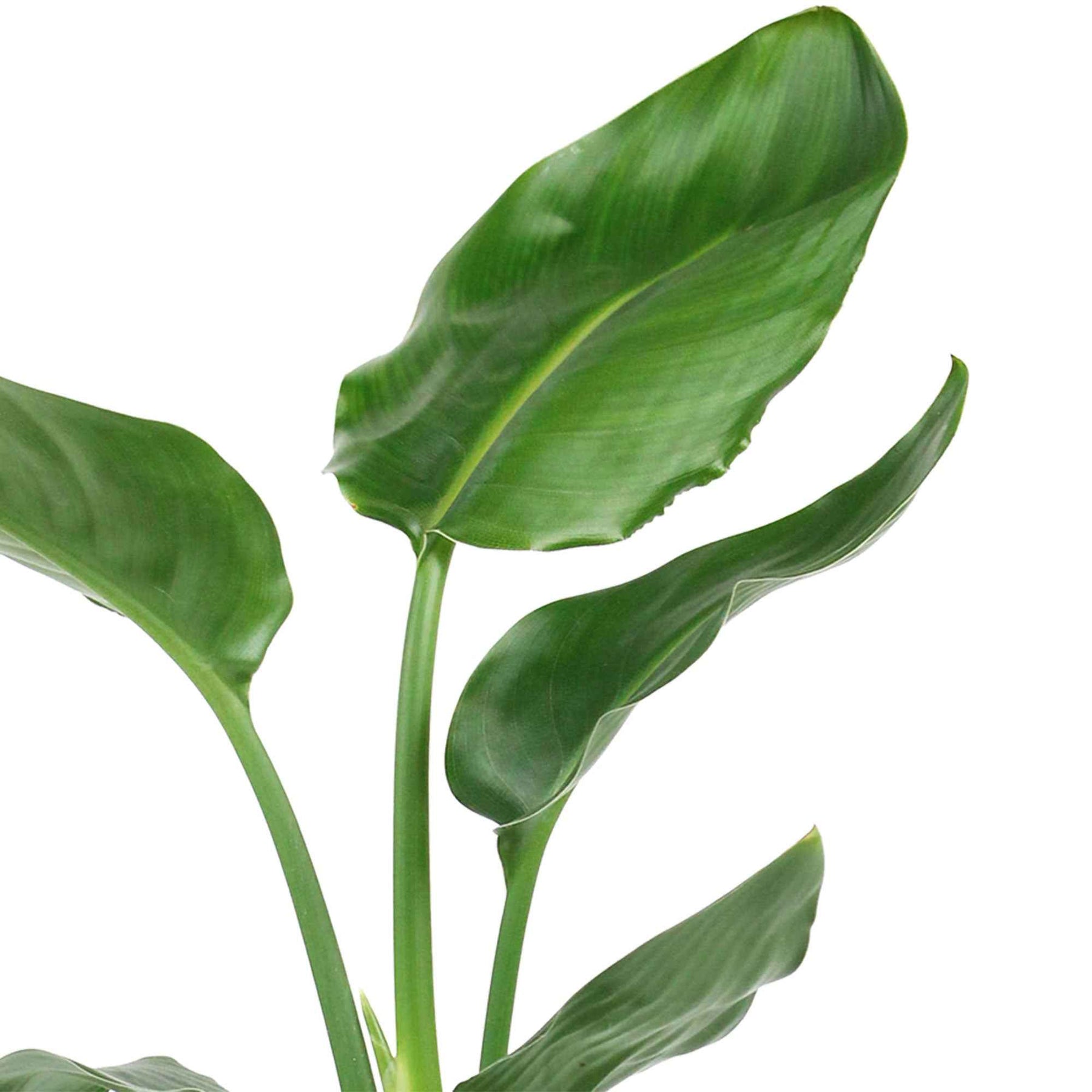 Paradijsvogelplant - Strelitzia - Willemse