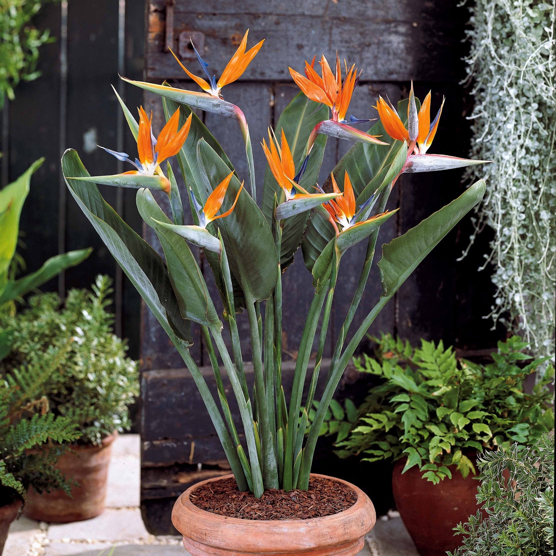Verkoop Paradijsvogelplant - Strelitzia reginae humilis