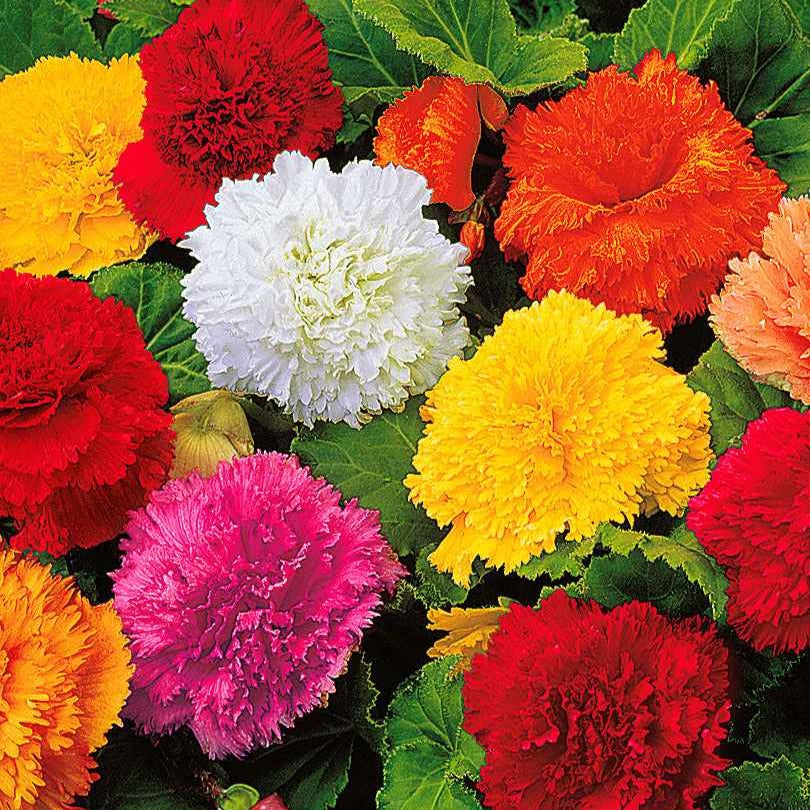 Begonia 'Frimbiata' (x10) - Willemse