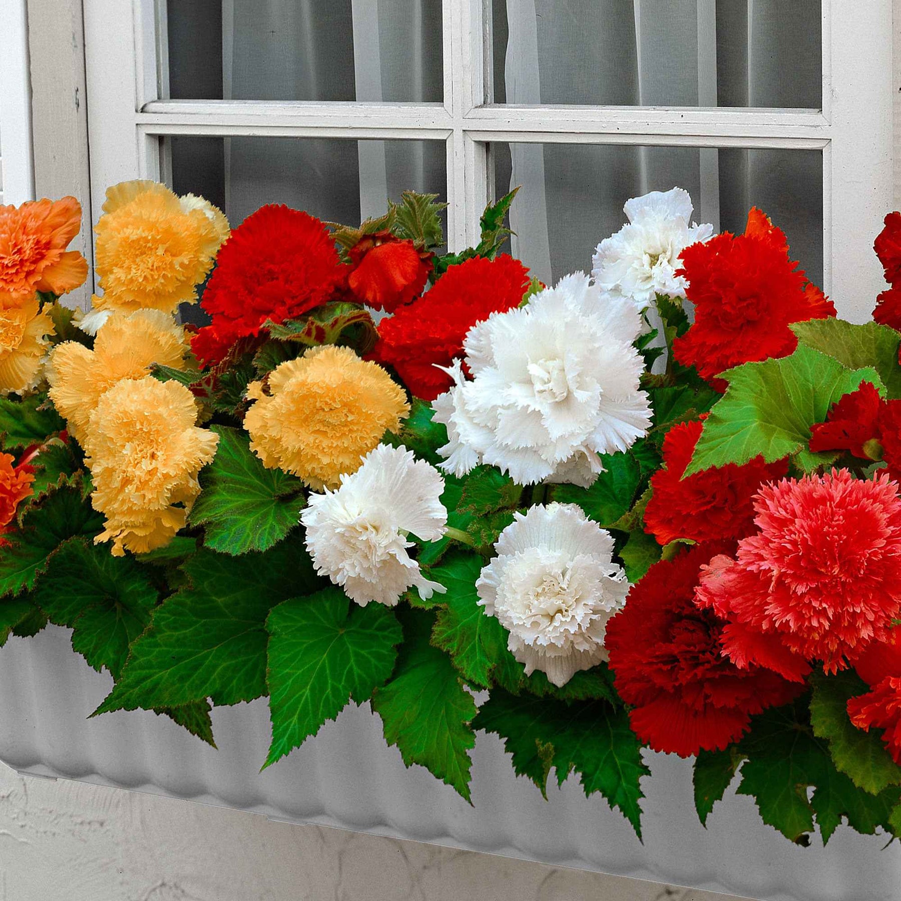 Begonia 'Frimbiata' (x10) - Begonia fimbriata - Willemse