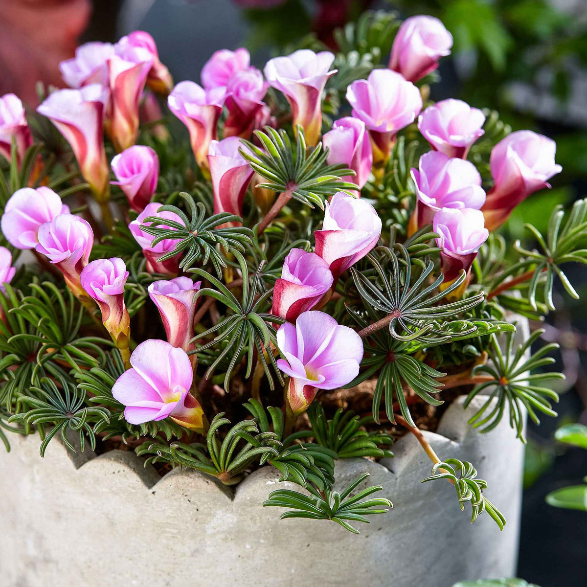 Klaverzuring 'Autumn Pink' (x5) - Oxalis Autumn Pink - Willemse