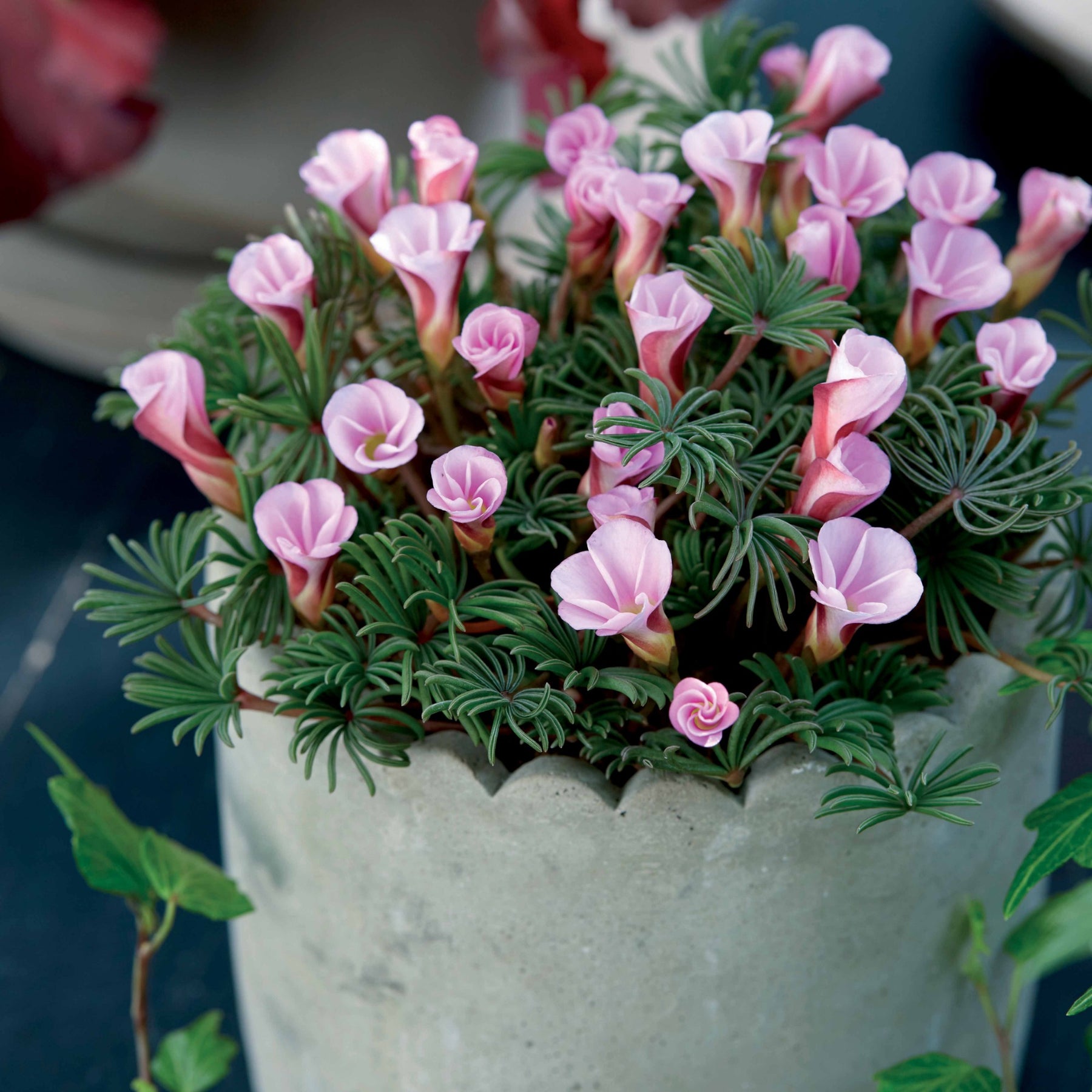 Klaverzuring 'Autumn Pink' (x5) - Oxalis autumn pink
