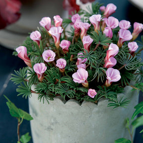 Klaverzuring 'Autumn Pink' (x5) - Oxalis autumn pink