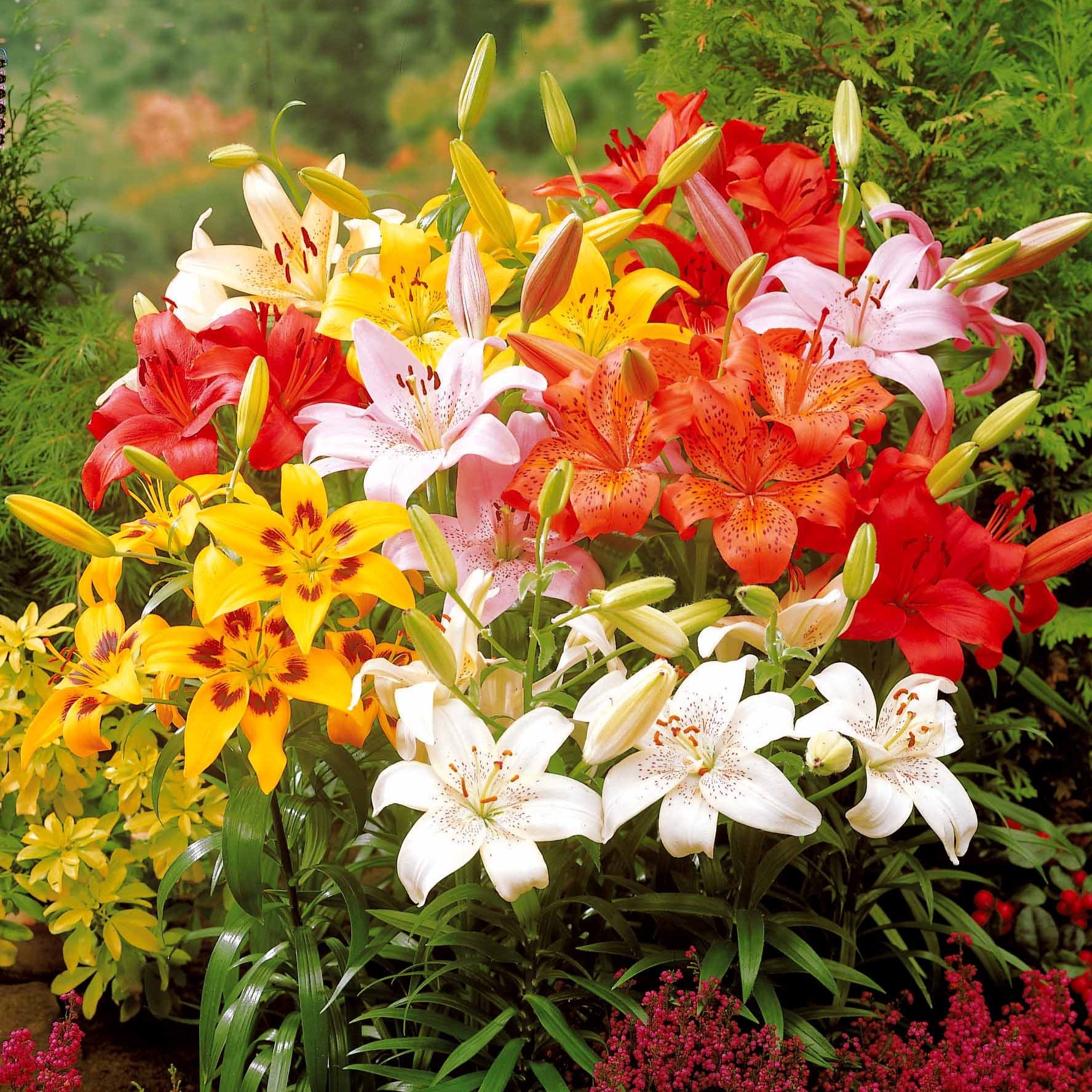 Lilium mid-century - Asiatische lelie 'Mid Century' - Lelie