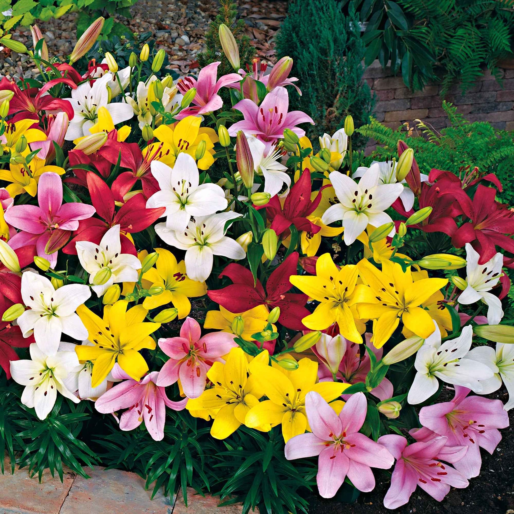 Asiatische lelie 'Mid Century' - Lilium mid-century - Willemse