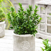 Buxus sempervirens - Buxushaag - Buxus