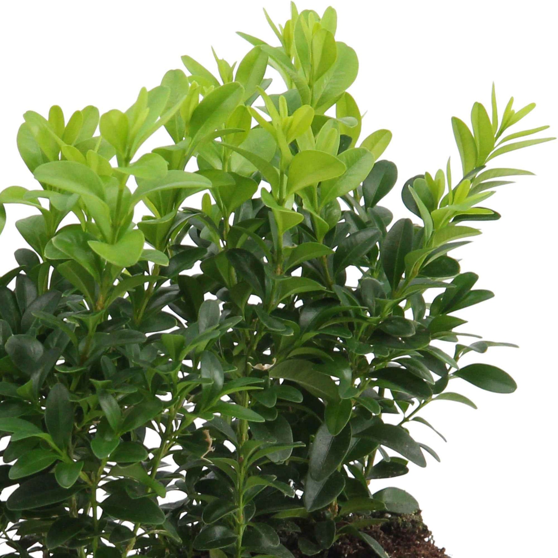 Buxushaag - Buxus - Willemse