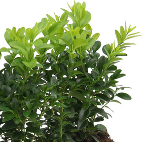 Buxushaag - Buxus - Willemse