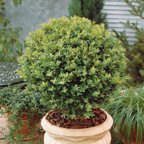 Verkoop Buxus bolvorm - Buxus sempervirens