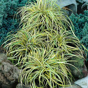 Zegge 'Evergold' - Carex oshimensis evergold - Willemse