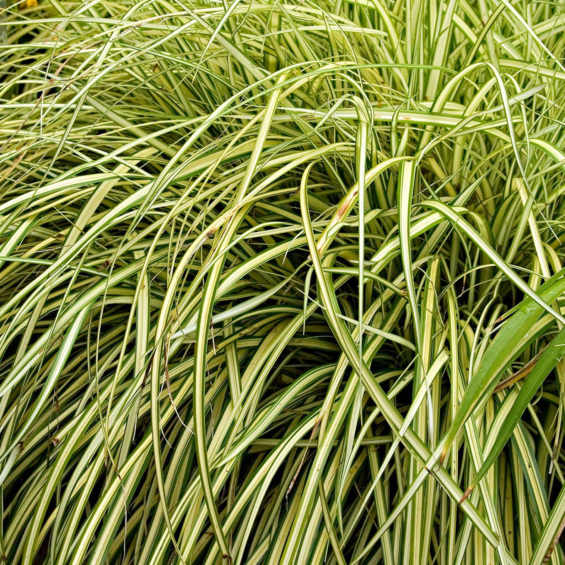 Zegge - Zegge 'Evergold' - Carex oshimensis evergold