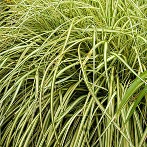 Zegge - Zegge 'Evergold' - Carex oshimensis evergold