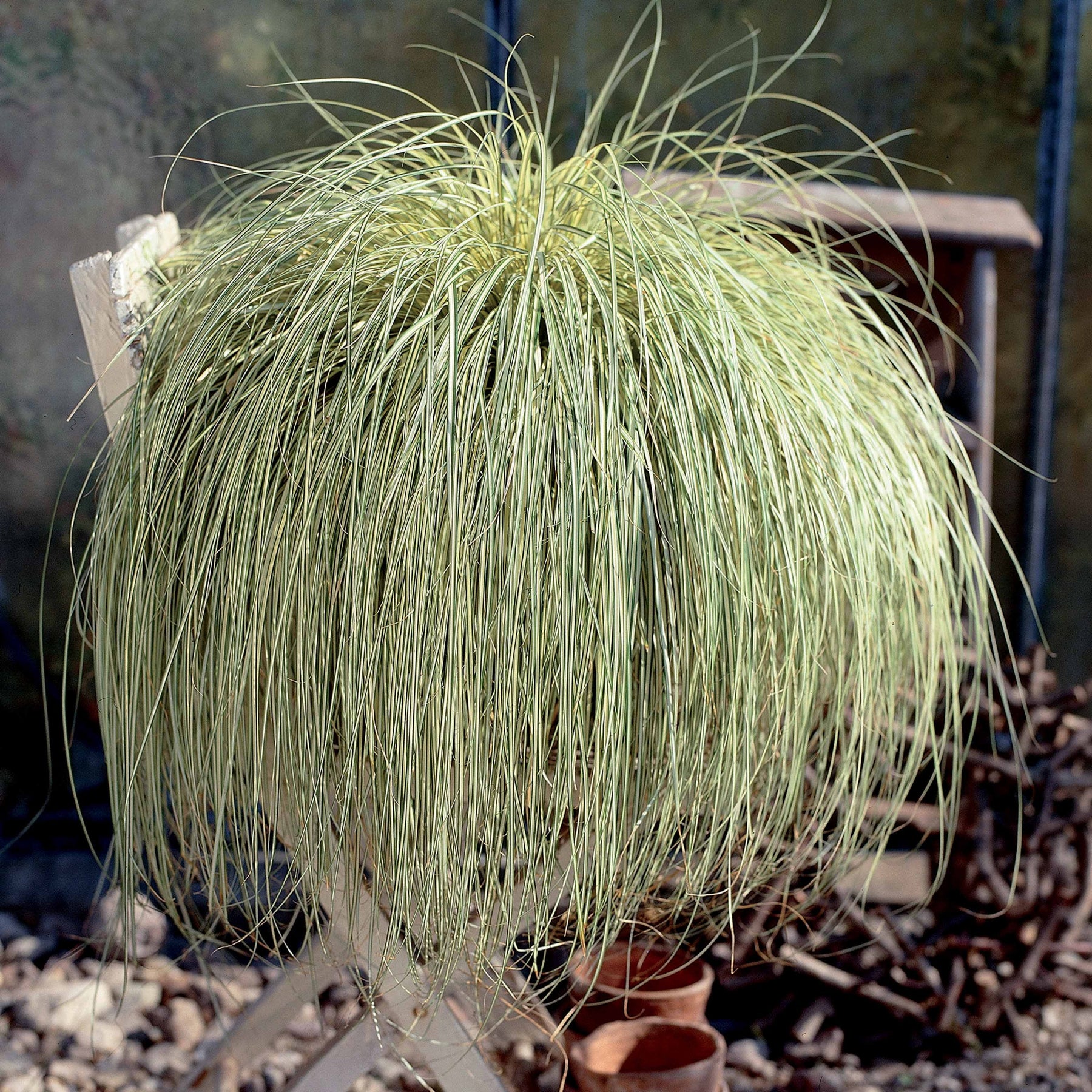 Verkoop Zegge 'Evergold' - Carex oshimensis evergold