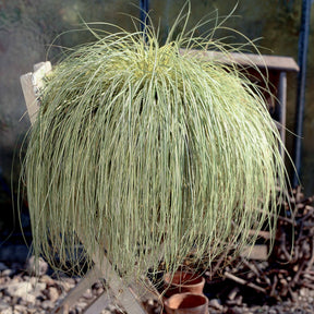 Verkoop Zegge 'Evergold' - Carex oshimensis evergold