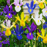 Hollandse Iris Mix (x50) - Iris hollandica - Willemse