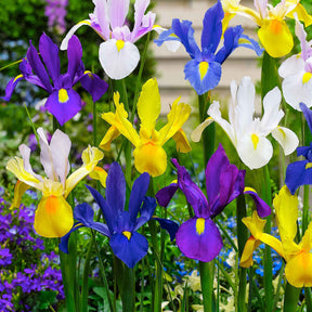 Hollandse Iris Mix (x50) - Iris hollandica - Willemse