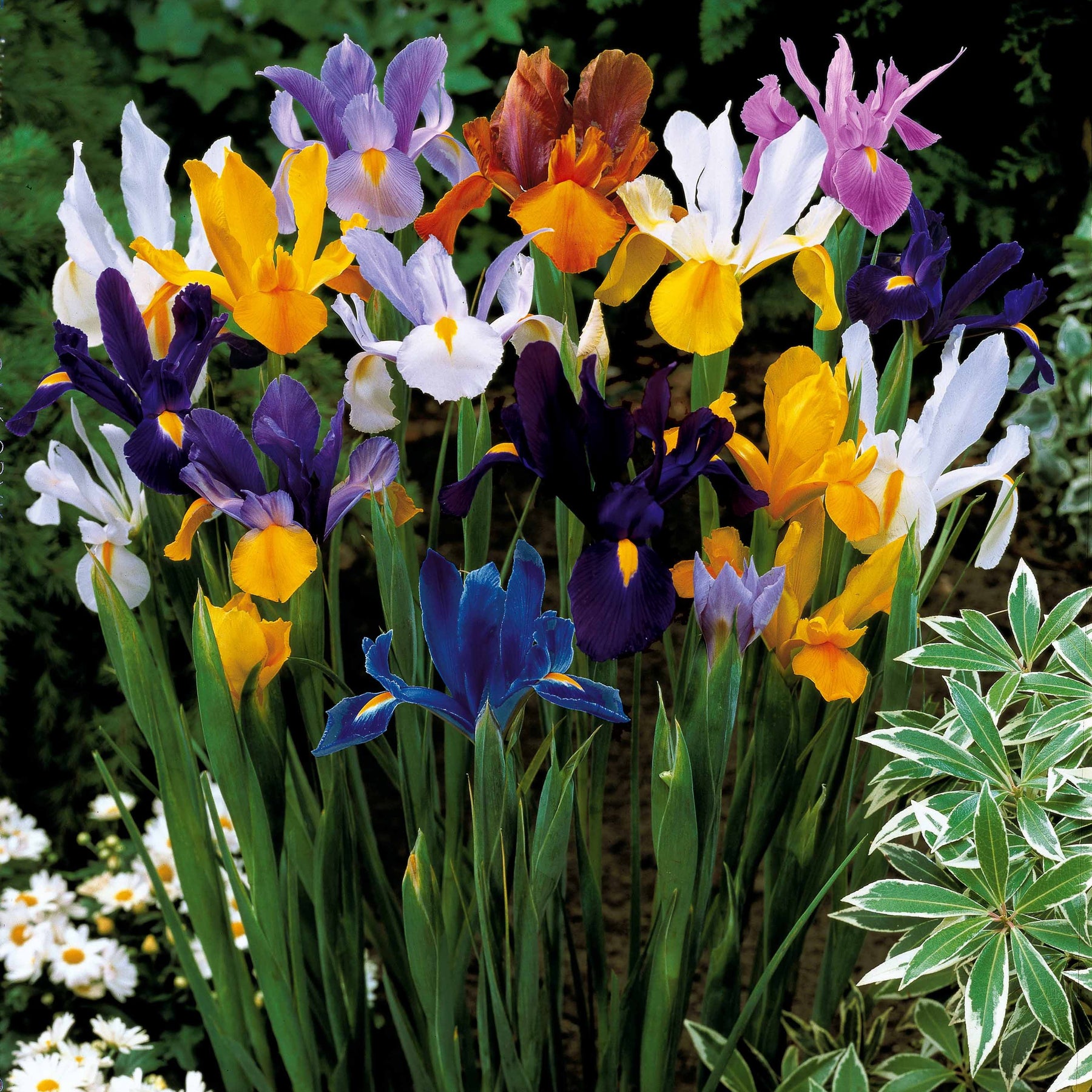 Hollandse Iris Mix (x50) - Iris hollandica - Voorjaarsbloeiers