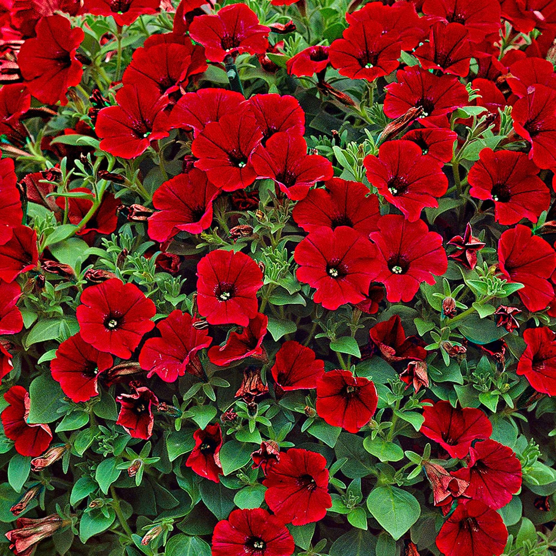 Petunia en Calibrachoa - Hangpetunia rood (x3) - Petunia